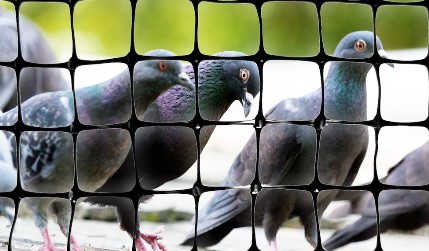 Bird Pest Solution Calgary