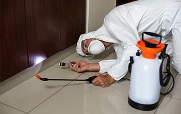 Local Pest Solution Calgary