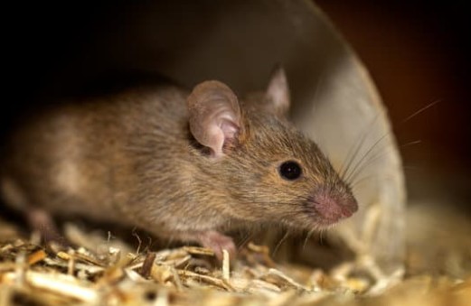 Rodent Pest Solution Calgary