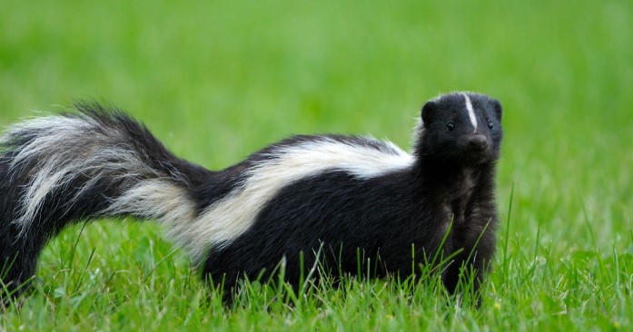 Pest Solution Calgary